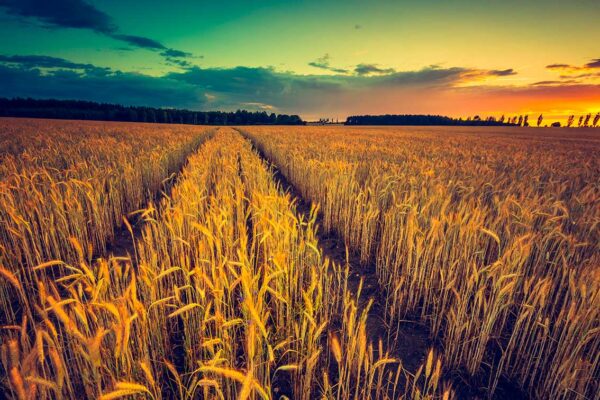imagen de Fotomural campo de trigo en atardecer en decoracionesenvinilo.com