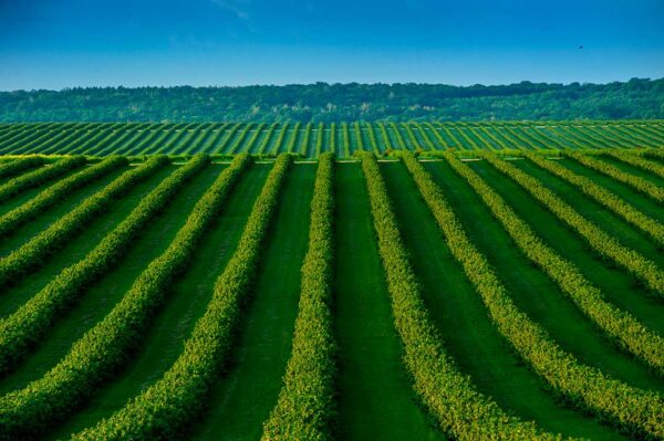 imagen de Fotomural campo de hierba verde en decoracionesenvinilo.com