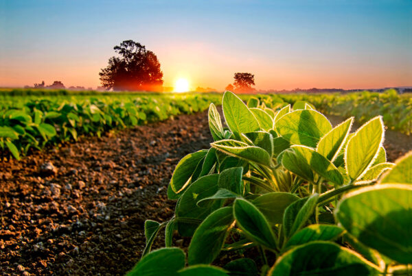 imagen de Fotomural huerta atardecer en decoracionesenvinilo.com