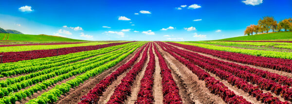imagen de Fotomural cultivo de colores en decoracionesenvinilo.com