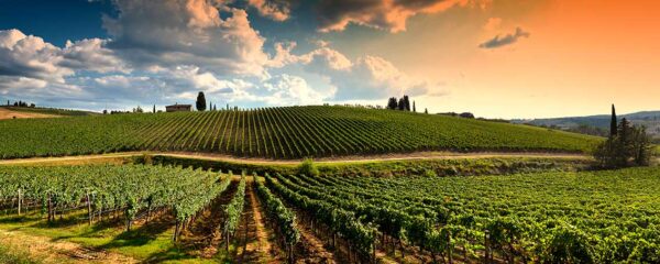 imagen de Fotomural campo cultivo atardecer en decoracionesenvinilo.com