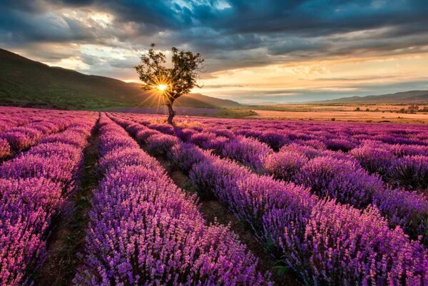 imagen de Fotomural campo de lavanda al atardecer en decoracionesenvinilo.com