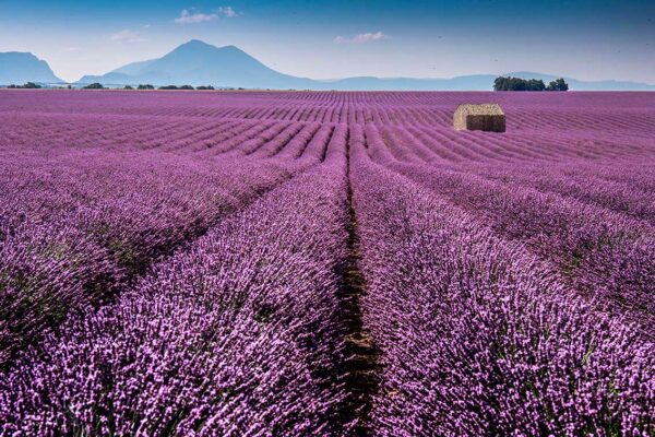 imagen de Fotomural campo de lavanda en decoracionesenvinilo.com