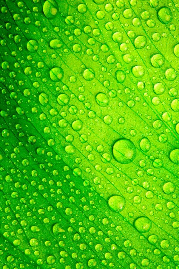 imagen de Fotomural gotas agua sobre hoja en decoracionesenvinilo.com