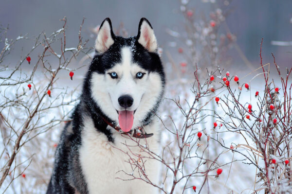 imagen de Fotomural husky en nieve en decoracionesenvinilo.com