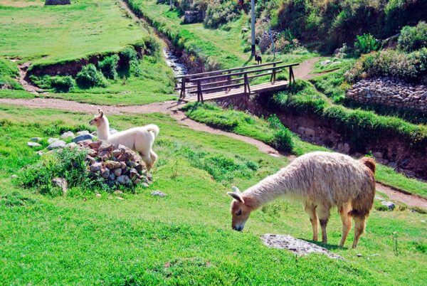 imagen de Fotomural llamas en monte de Perú en decoracionesenvinilo.com