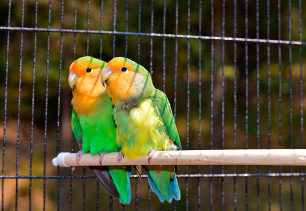 imagen de Fotomural pareja periquitos en decoracionesenvinilo.com