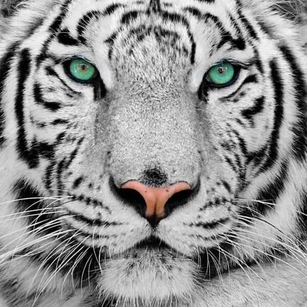 imagen de Fotomural cara tigre en decoracionesenvinilo.com