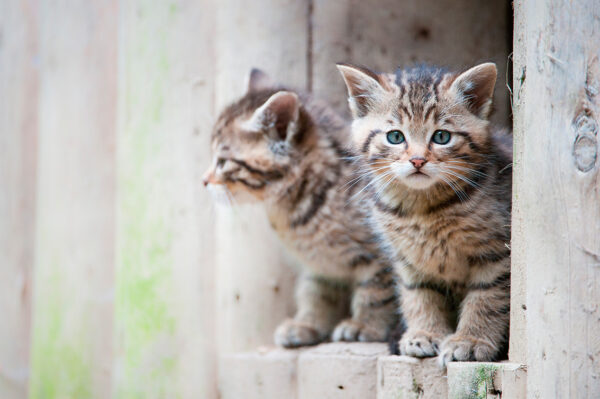 imagen de Fotomural hermanos cachorros gatos en decoracionesenvinilo.com