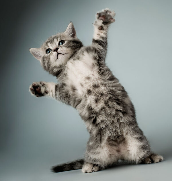 imagen de Fotomural gatos de pie en decoracionesenvinilo.com