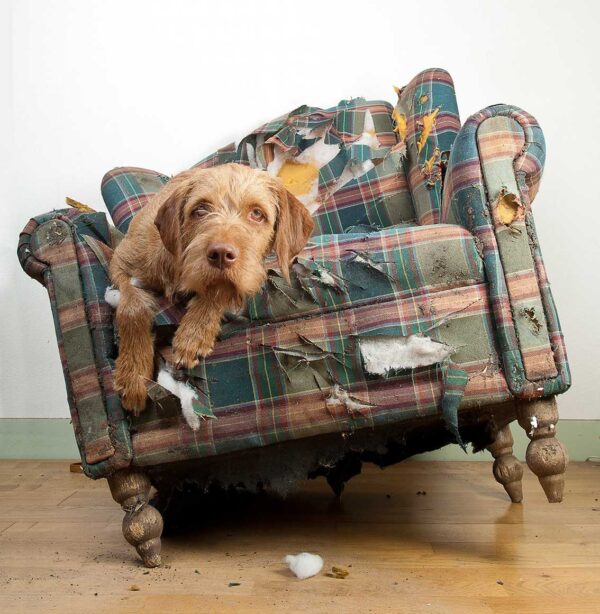 imagen de Fotomural perro en sofá en decoracionesenvinilo.com