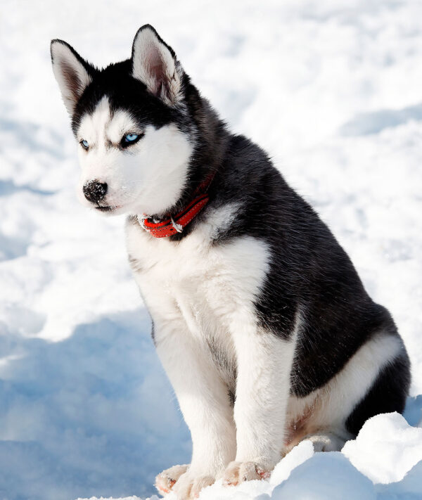 imagen de Fotomural husky nieve en decoracionesenvinilo.com