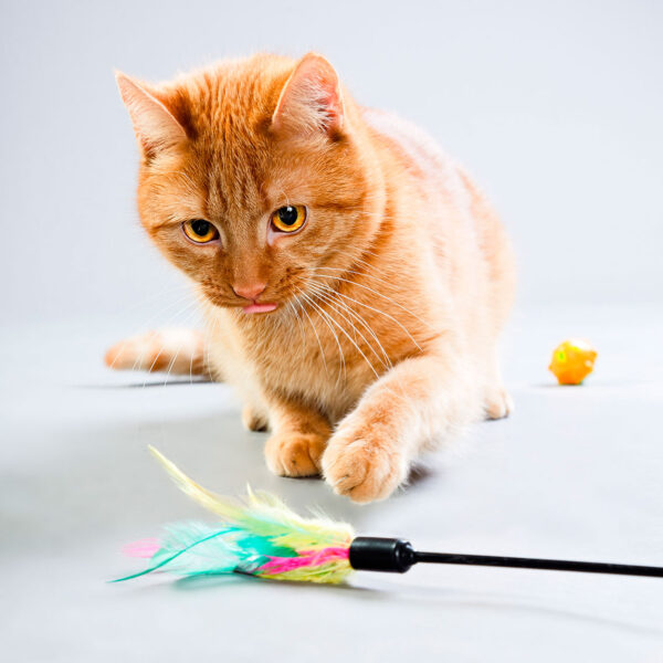 imagen de Fotomural gato naranja en decoracionesenvinilo.com