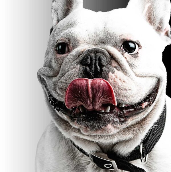 imagen de Fotomural perro bulldog en decoracionesenvinilo.com