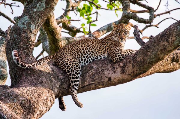imagen de Fotomural leopardo árbol en decoracionesenvinilo.com