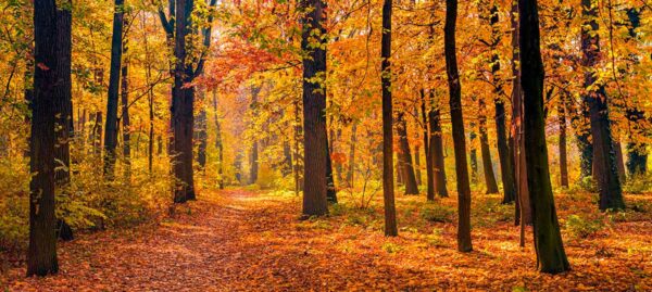 imagen de Fotomural arboles en otoño en decoracionesenvinilo.com