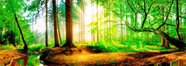 imagen de Fotomural bosque atardecer en decoracionesenvinilo.com