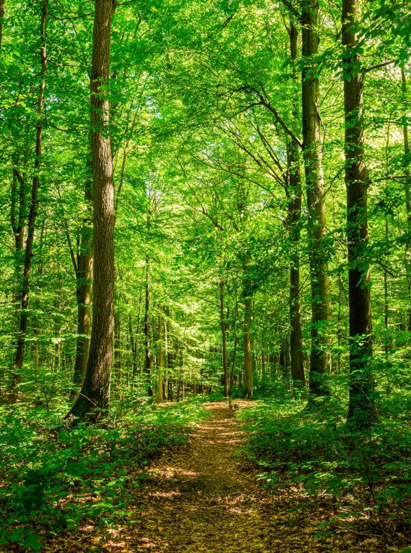 imagen de Fotomural camino bosque en decoracionesenvinilo.com