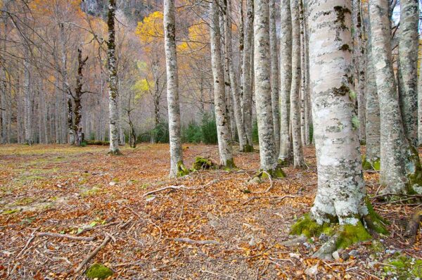 imagen de Fotomural hojas suelo en el bosque en decoracionesenvinilo.com