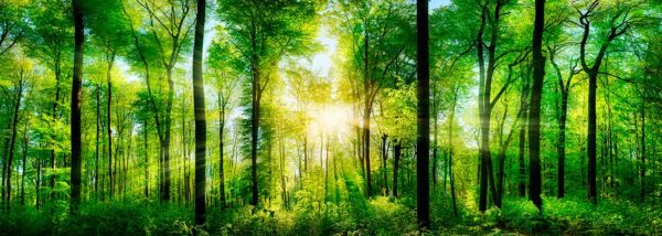 imagen de Fotomural mar de bosques en decoracionesenvinilo.com