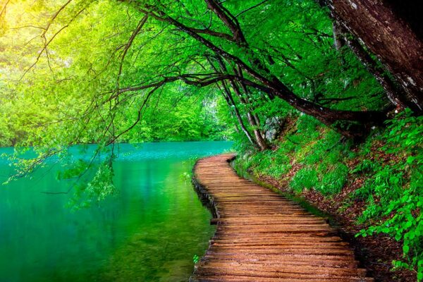 imagen de Fotomural río con bosque en decoracionesenvinilo.com