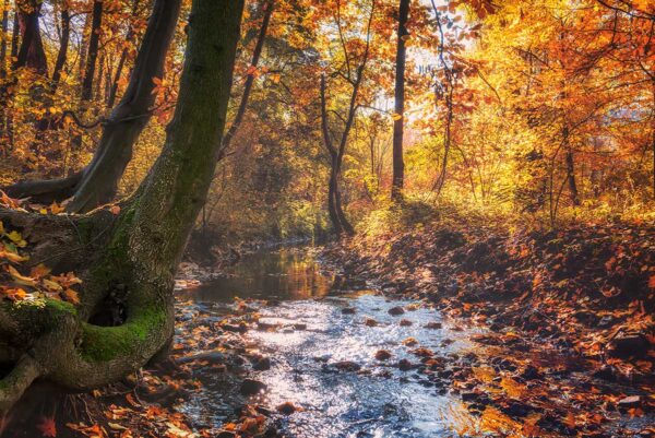 imagen de Fotomural río en otoño en decoracionesenvinilo.com