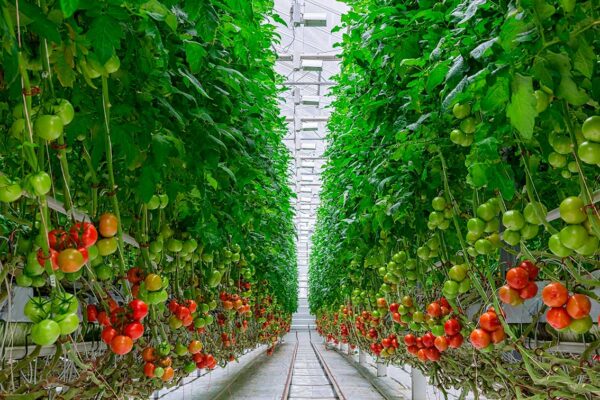 imagen de Fotomural cultivo tomates en decoracionesenvinilo.com