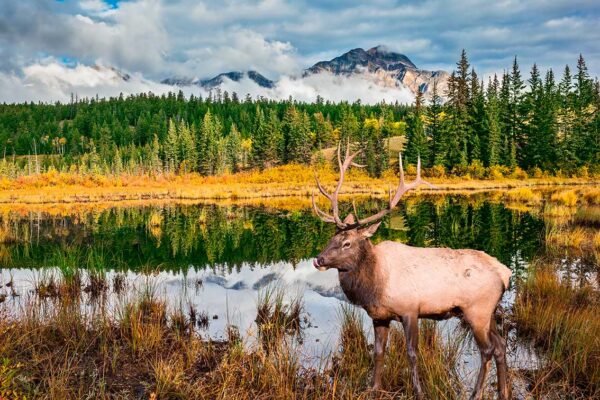 imagen de Fotomural alce monte Alaska en río en decoracionesenvinilo.com