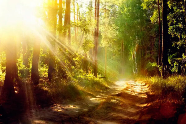 imagen de Fotomural camino bosque en decoracionesenvinilo.com