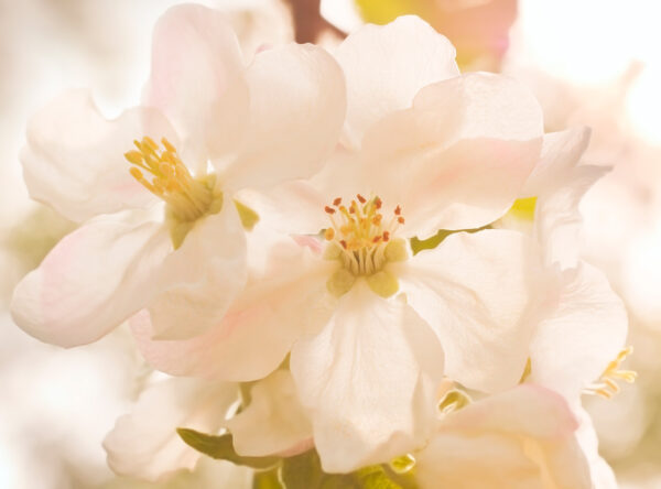 imagen de Fotomural flor blanca en decoracionesenvinilo.com