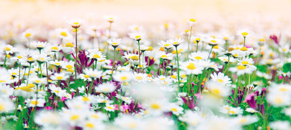 imagen de Fotomural flores margaritas en decoracionesenvinilo.com