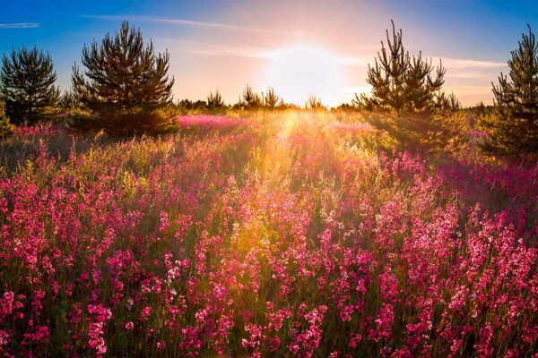 imagen de Fotomural campo de flores rosas silvestres en decoracionesenvinilo.com