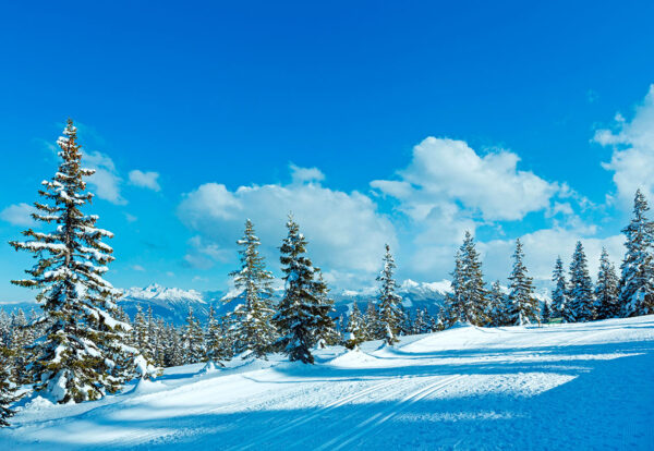 imagen de Fotomural bosque nevado en decoracionesenvinilo.com