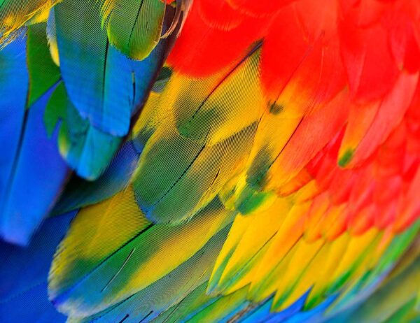 imagen de Fotomural plumaje loro en decoracionesenvinilo.com