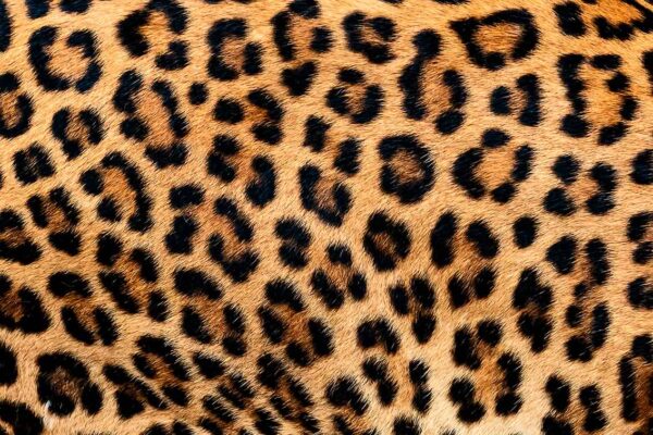 imagen de Fotomural piel de leopardo en decoracionesenvinilo.com